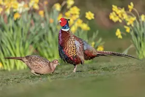 Daffodils: Pheasant - Male and Female - UK