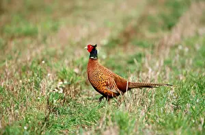 Pheasants: PHEASANT - male in field
