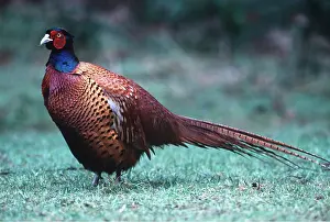 Pheasants: PHEASANT - male on grass