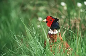 Gamebird: PHEASANT - male, in grass, close-up of head