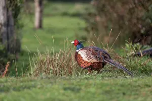 Pheasant: Pheasant - Male - In Rain - UK