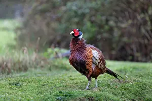 Pheasant: Pheasant - Male - Ruffling Feathers - UK