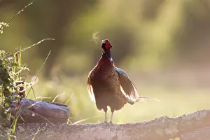 Breath: Pheasant - male showing breath after display call