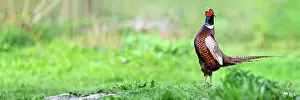 Assembly: Pheasant male singing on a abuts land in a meadow