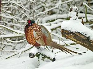 February: Pheasant - male in the snow - February