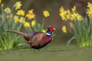 Daffodils: Pheasant - Male - UK