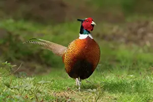 Guy Rogers: Pheasant - male walking along woodland trail - April