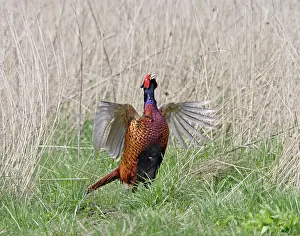 Gamebird: Pheasant - male wing flap displaying