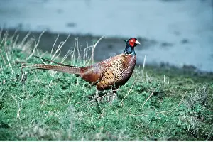 Pheasants: PHEASANT - near water