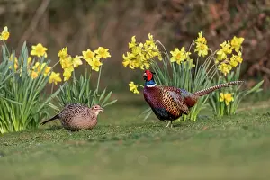 Daffodils: Pheasant Pair - UK