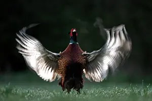 Colchicus: Pheasant (Phasianus colchicus), mating male in backlight