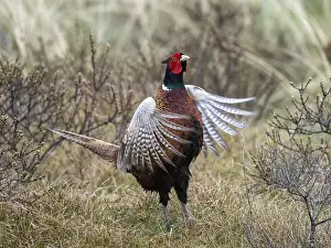 Dutch: Pheasant (Phasianus colchicus) adult male or cock