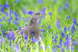 Hyacinths: Pheasant (Phasianus colchicus) amongts bluebell