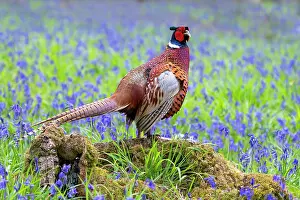 Hyacinths: Pheasant (Phasianus colchicus) amongts bluebell