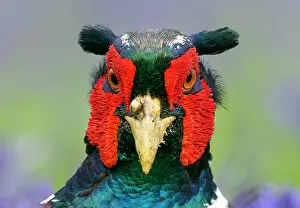 Cocks: Pheasant (Phasianus colchicus) head details, England
