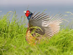 Dutch: Pheasant (Phasianus colchicus) or hunting pheasant