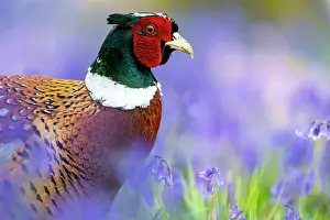 Hyacinths: Pheasant (Phasianus colchicus) male amongst bluebell