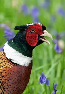 Hyacinths: pheasant (Phasianus colchicus) Male calling, England