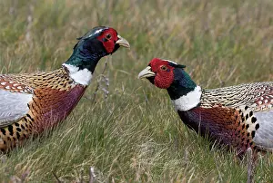 Colchicus: Pheasant (Phasianus colchicus) Male displaying to