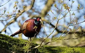 Colchicus: Pheasant (Phasianus colchicus) Male eating oak bud