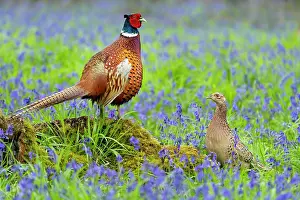 Hyacinths: Pheasant (Phasianus colchicus) pair amongts bluebell