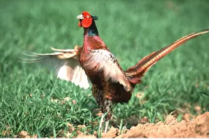 Blurred: PHEASANT - running
