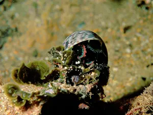 Gastropods: Pheasant shell, a common gastropod found in shallow waters