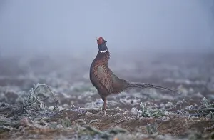 Pheasants: PHEASANT - standing straight in mist