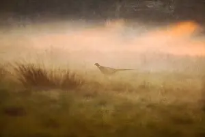 300119: Pheasant at sunset - Textured Image - Norfolk UK