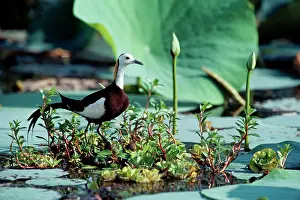 Jacana: Pheasant-tailed Jacana / Lotus Bird / Lily Trotter