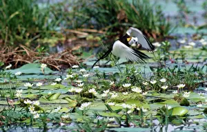 Jacana: Pheasant-tailed Jacana - male removes newly laid