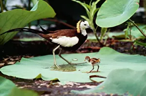 Jacana: Pheasant-tailed JACANA - male with young chick on lily-pad