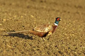 Ploughed: Pheasant - Walking across ploughed field
