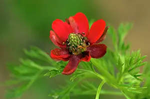 Annua: Pheasant's eye
