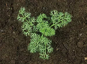 Weed: Pheasants eye