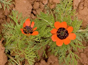 Ploughed: A Pheasant's Eye Adonis aestivalis, in ploughed field