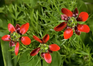 Annua: Pheasant's eye - an arable, wheat / cornfield weed