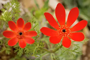 Flammea: Pheasant's Eye - in flower