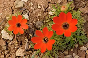 Flammea: Pheasant's Eye - in flower