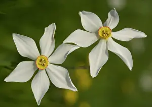 Poeticus: Pheasant's eye Narcissus