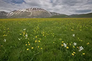 Parco: Pheasant's Eye Narcissus - in montane grassland