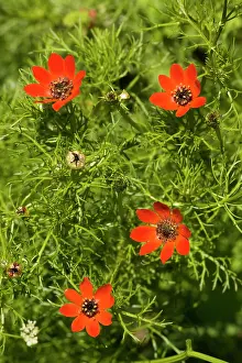 Annua: Pheasant's Eye - rare cornfield weed in UK