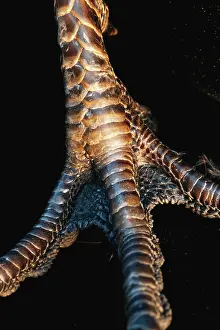 Scute: Pheasant's foot
