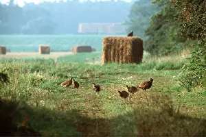 Pheasants: PHEASANTS - group in field