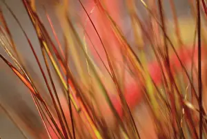 Stipa: Pheasanttailgrass