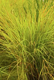 Stipa: Pheasanttailgrass