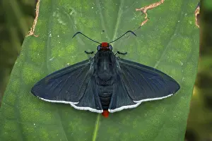 Maria: Phidias Firetip (Pyrrhopyge phidias) Skipper butterfly