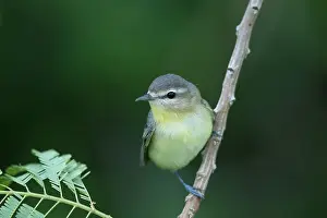 Philadelphia: Philadelphia Vireo - on migration