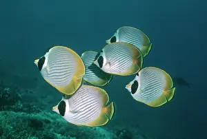 Chaetodon: Philippine / Bantayan / Panda / Masked BUTTERFLYFISH