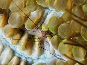 Indonesian: Philippine bubble coral shrimp (Palaemonella philippinensis) on a bubble coral